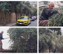 Mαζεύοντας ελιές με τον κ. Χρήστο στην Αθήνα