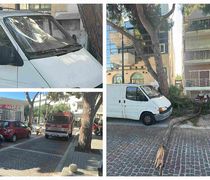 Επεσε μεγάλος κλώνος δέντρου στο κέντρο της Κω