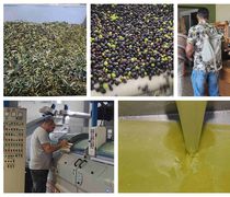 Ξεκίνησαν την λειτουργία τους τα ελαιοτριβεία της Κω – Μεγάλη προσέλευση από την 1η ημέρα