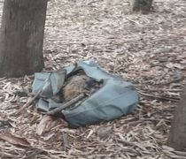 Γονείς και παιδιά νηπιαγωγείου βρήκαν νεκρό πρόβατο κλεισμένο σε σακούλα στο δάσος Τσουκαλαριά