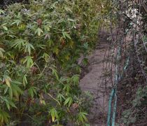 Είχαν φυτέψει χασισόδεντρα δίπλα στο αεροδρόμιο της Κω