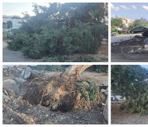 Έπεσε δέντρο στη Λάμπη λόγω βροχής –Από τύχη δεν είχαμε τραυματισμό ή ζημιές