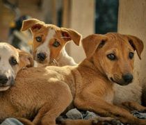 Ο Δήμος Κω καλεί όλους τους εθελοντές που φροντίζουν αδέσποτα ζώα συντροφιάς να επικαιροποιήσουν τα στοιχεία τους στο μητρώο εθελοντών