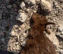 Καταγγελία από συμπολίτισσά μας στο Πυλί για συνεχείς επιθέσεις σκύλων σε αιγοπρόβατα