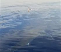 Μεγάλος καρχαρίας εντοπίσθηκε από ψαράδες στην Κάρπαθο!