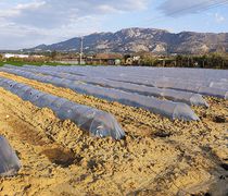 Το μεταβατικό σύστημα πληρωμών και ελέγχων στις αγροτικές επιδοτήσεις - Τι αλλάζει το 2026