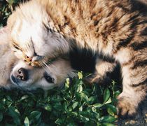 Επιχορήγηση 5 εκατ. ευρώ στους δήμους για τα αδέσποτα (ανάμεσά τους και ο Δήμος Κω)