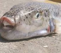 Η Ελληνική Λύση φέρνει στη Βουλή πρόταση Καλύμνιων ψαράδων για την καταπολέμηση του λαγοκέφαλου