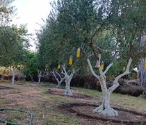 Ξεκίνησαν οι ψεκασμοί για τη δακοκτονία στα νησιά μας