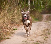 Pitbull επιτίθεται σε ζώα και περαστικούς στο Ψαλίδι