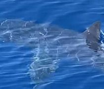 Τι πραγματικά ισχύει για τον “καρχαρία” που εμφανίστηκε στα Δωδ/σα