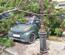 Πτώση δέντρου πάνω σε αυτοκίνητο οδό Πατάκου στην Κω