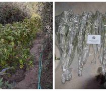 Εντοπίσθηκαν και εκριζώθηκαν δενδρύλλια κάνναβης στην Κω