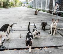 «Τραβάει την ουρά του» ο Νόμος Άργος – Αντιδράσεις και στην Κω για την υποχρεωτική στείρωση και τη συλλογή DNA στα ζώα συντροφιάς