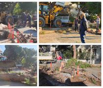 Κοπή και κλαδεύσεις δέντρων στην οδό Αρτεμισίας από συνεργεία του Δήμου Κω