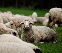 Εμφανίσθηκαν κρούσματα ευλογιάς των προβάτων στο Βόρειο Αιγαίο και στα Ιόνια νησιά