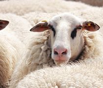 Σκληρή μάχη για να μην «περάσει» η ευλογιά των αιγοπροβάτων στα νησιά μας