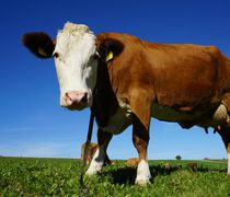 Χτύπησε τη Λέσβο ο αφθώδης πυρετός - Κλείνει η αγορά, απαγόρευση εξαγωγής ζώων και τυριών