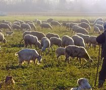 Εθνικό εμβολιασμό στα αιγοπρόβατα προτείνει η Ευρωπαϊκή Αρχή Ασφάλειας Τροφίμων