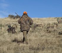 Μειώνονται οι επιτρεπόμενες ημέρες για κυνήγι στη Νίσυρο