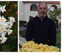 Τα "νερακίζια" της Κω γεμίζουν αρώματα και χρώματα τα σπίτια του χειμώνα