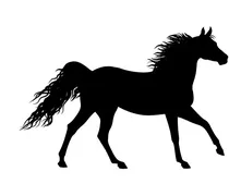 Αναγνώστης: Άλογο στο Μαρμάρι παραμένει εδώ και 3 ημέρες χωρίς νερό