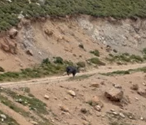 Αγριογούρουνο εθεάθη στην περιοχή Σύμπετρο στην Κω (vid)