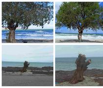 Διαμαρτυρία αναγνώστριας για κοπή δέντρου στo Τιγκάκι – Τι απαντά ο Πρόεδρος της Κοινότητας Ασφενδιού