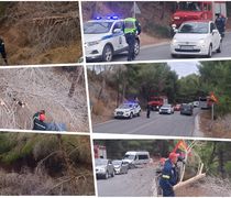 Έπεσε δέντρο στον δρόμο στις «Πόρτες» Αντιμάχειας – Από θαύμα δεν σημειώθηκε τραυματισμός
