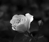 "Έφυγε" από τη ζωή η αγαπητή συμπολίτισσά μας Δήμητρα Θεοφιλίδη