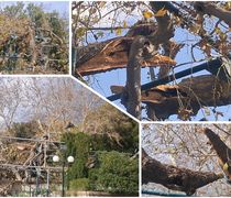 Έσπασε κλώνος από τον Πλάτανο του Ιπποκράτη λόγω των ισχυρών ανέμων