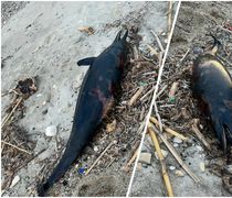 Νεκρό δελφίνι εντοπίστηκε στο Καρνάγιο Kω