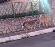 Βοιωτία: 7χρονος δέχθηκε άγρια επίθεση από αδέσποτους σκύλους