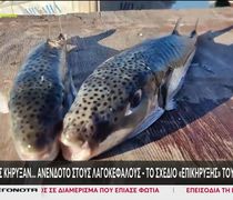 Δραστικά μέτρα για τους λαγοκέφαλους: Έρχεται επιδότηση των ψαράδων - Πάνω από 4,73 ευρώ το κιλό