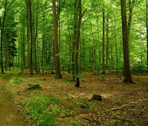 Το Αιγαίο εκπέμπει σήμα κινδύνου για τη δασική προστασία με 158 εργαζόμενους σε 793 νησιά 