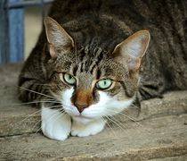 Προσοχή! Έριξαν φόλες σε αδέσποτες γάτες στην Καρδάμαινα