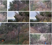 Άμεσος κίνδυνος στην περιοχή «Πόρτες» Αντιμάχειας από ετοιμόρροπα δέντρα