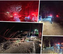 Πτώση δέντρου στη Ζιά - Επέμβαση της Πυροσβεστικής και της Πολιτικής Προστασίας Κω