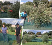 Ξεκίνησε από εθελοντές το μάζεμα των ελιών του Αγίου Δημητρίου στον Άγιο Νεκτάριο Κω