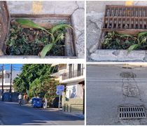 Διαμαρτυρίες κατοίκων στο Πλατάνι για φρεάτιο γεμάτο χόρτα και "φυτά" που πλημμυρίζει