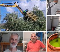 Ξεκίνησε η νέα ελαιοκομική περίοδος στην Κω – Εκτιμήσεις για μεγαλύτερη παραγωγή φέτος 