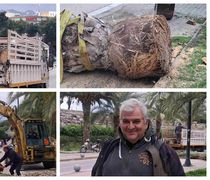 Απομάκρυνση φοίνικα από το λιμάνι Κω λόγω “αρρώστιας”