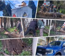 Κοπή “επικίνδυνων” δέντρων στην Κω – Αιχμές από τον κ. Σοφοκλή Δουδούς: Δυστυχώς στο Δήμο κάνουν κουμάντο κάποιοι που δεν έχουν αρμοδιότητα…