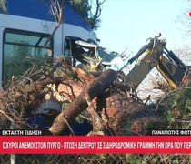 Πύργος Ηλείας: Δέντρο έπεσε σε τρένο προς Κατάκολο - Tραυματίστηκε ο μηχανοδηγός