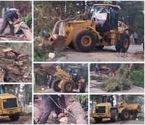 Πτώσεις δέντρων στη Ζιά λόγω των θυελλωδών ανέμων 