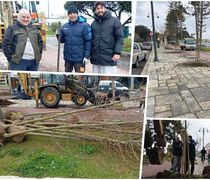 Φύτευση νέων πλατανιών στη οδό Β. Γεωργίου στην Κω