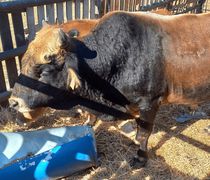 Μελέτες δείχνουν την "επιβίωση" μίας σπάνιας και αυτόχθονης φυλής βοοειδών στα Δωδεκάνησα