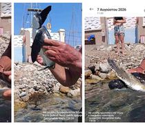 Μικρή χελώνα καρέτα-καρέτα βγήκε στην παραλία δίπλα στη Μαρίνα Κω
