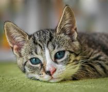 Θεσσαλονίκη: Έκοψε το αυτί του συντρόφου της γιατί επιτέθηκε στη γάτα 