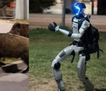Ρομπότ κυνηγά αγριογούρουνα στους δρόμους της Βαρσοβίας και γίνεται viral